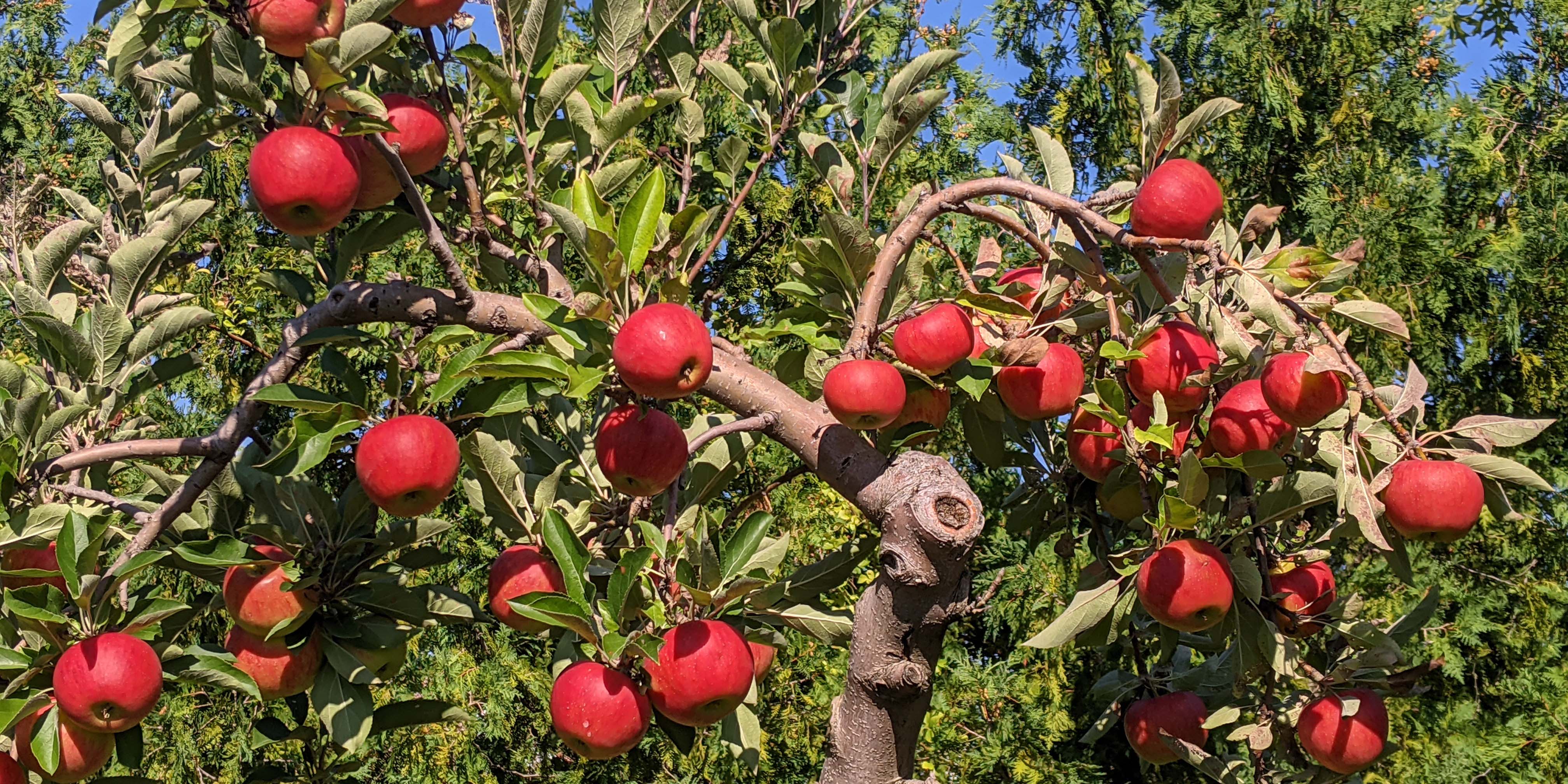 We have many varieties of Apples to pick